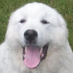 Great Pyrenees Dogs (@RescuePyrenees) Twitter profile photo