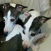 Italian Greyhounds (@italianrescue) Twitter profile photo Italian Greyhounds (@italianrescue) Twitter profile photo