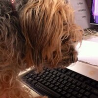 Tim Lyndon (@timberlywoodman) 's Twitter Profile