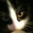 gattogap's profile image