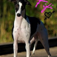Fifi Whippet (@fifiwhippet) 's Twitter Profile