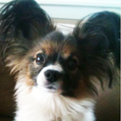 papillon rescue papillon rescue papillonrescue papillon rescue papillon rescue papillonrescue