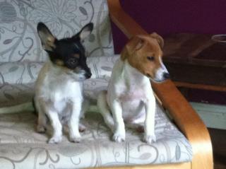 Hi, we are Freddie & Millie & we are TROUBLE!!!