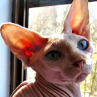 Sphynx Rescue (@sphynxrescue) 's Twitter Profile