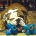 Darla Garver (@aunt_darla) Twitter profile photo