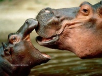 DownToTheHollow's profile picture. Let us wallow...
And occasionally explain hashtags.