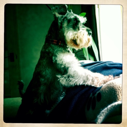 Mini Schnauzer with a miraculous grasp of English and a decent secretary (@ismarah)

Mostly horizontal tweets.