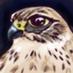 Argo Ideon (@archiei) Twitter profile photo