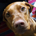 Vizsla Rescue (@vizslarescue) Twitter profile photo Vizsla Rescue (@vizslarescue) Twitter profile photo