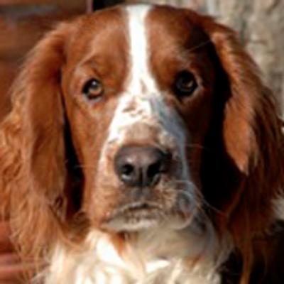Springers I Want You Every Night And Day Youre Drawing Me Closer And Closer Springers I Want You Every Night And Day Youre Drawing Me Closer And Closer