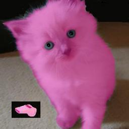 Bor med bengalpojken Tussen. Tyvärr har Stoffe lämnat oss 3/3 -25. Jag hatar rosa.