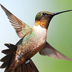 Post information about injured wild birds, or find a rehabilitator in your area by visiting our nonprofit rescue website: