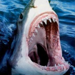 tomisrelentless's profile picture. business / music / food / future / family