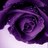 noranassir's profile image