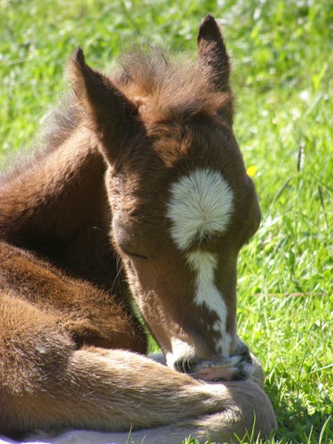 vrouw, 40+ op weg naar de 50, jaren geleden van A'dam naar Veluwe gegaan, eigenaar (web)cadeauwinkel, gek op familie en vrienden, hobby vnl. mijn paarden/ponies