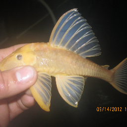 pecesamazonicos's profile picture. shaddai tropical fish exported fish ornamental  colombia