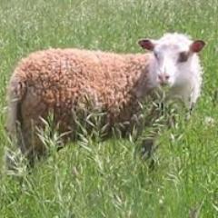 EamerRon's profile picture. 