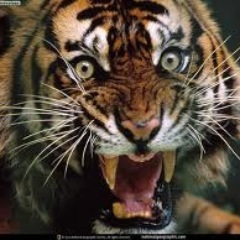 UnleashTh_Beast's profile picture. IF YOU WANT TO SHED EXCESS WEIGHT, BUILD LEAN MUSCLE, TONE & SCULPT YOUR BODY, OR BULK UP HERE ARE SOME TIPS, TRICKS AND PROGRAMS SO YOU CAN UNLEASH YOUR BEAST