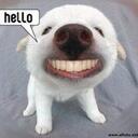 Nick Petruzzelli - @nicolino13 - Twitter