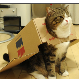 AwkwardCat1's profile picture. Just your every day socialy awkward feline.