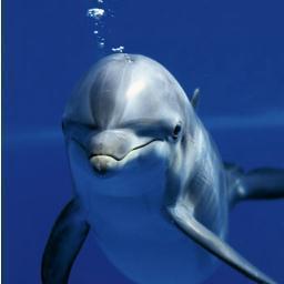 gomarinepark's profile picture. 돌고래와 함께 체험할수 있는 국내유일의 제주의 종합 휴양테마공간 마린파크입니다.