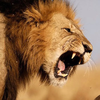 lion_attack