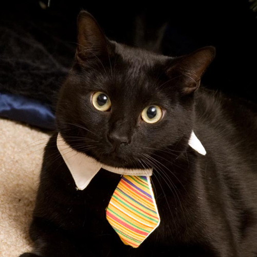 My name is Tyrone and I am a professional cat. Note the tie