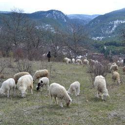 etçi damızlık koyun ırkları üretim ve melezleme