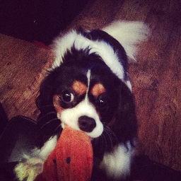 Sally Humphreys Profile