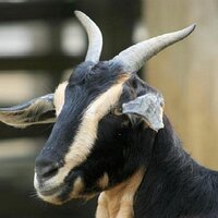 Aaron Couts (@kooganani) 's Twitter Profile Photo Aaron Couts (@kooganani) 's Twitter Profile Photo
