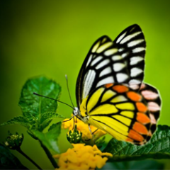 Interactive Online Shopping - Sellers List Your Products for Free. Buyers Get Discounts through Interactive Online Shop
