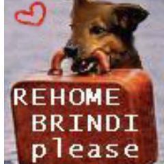 Judge said Brindi is not beyond redemption and directed Halifax to find #Brindi a foster or adoptive home. There is no reason to kill this dog. There never was!