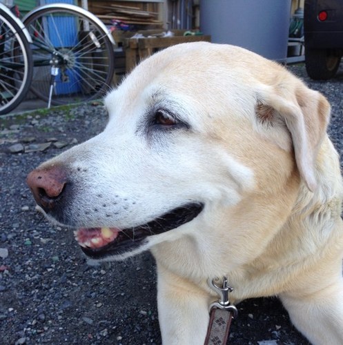 natiko1219's profile picture. 