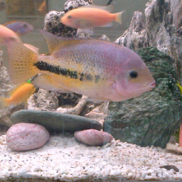 MR CICHLIDS! Oxfords (uk) Top Home & Office Aquarium suppliers & Tank  Maintenence -
 Cichlid Fish  Specialist 
 
     TEL; Uk - 07976750143