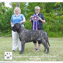 Breeder of top quality Englsh Mastiffs  for show and pets.