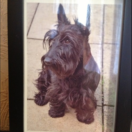 islahankin's profile picture. 20 month old scottie,been with mum and dad since 7 weeks old,got an older brother angus who is 9 and a rescue scottie,mum is scottish also(not doggie mum)