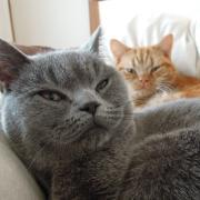 猫皿職人見習い。国境なき猫もふ団。ミカン好きの茶トラ「うり」と、ブリショ「ペリー」の毎日をブログにて公開中。※最近はこちらのアカウントでぼちぼちやっています。→@M_tama222