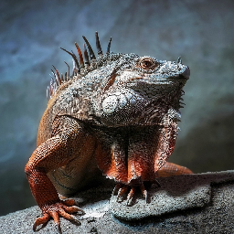 ReptileUK's profile picture. reptile forums uk sales and care sheets join up and chat with our retile owners