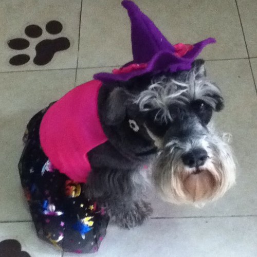 karocc's profile picture. 