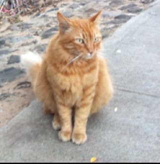 Never met a cat I didn't like