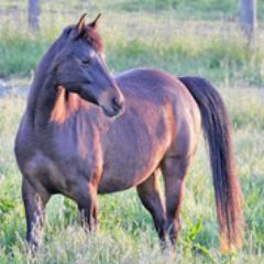 SEquineRescueRA's profile picture. Sonoma Equine Rescue, Rehab & Adoption (SERRA).
We advocate for horses who have become lost, abandoned, neglected, or abused.