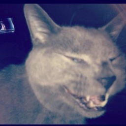 teenydrumpfPP's profile picture. I like treats & watching metal videos. And clawing fascists' faces. Meow. Treats?