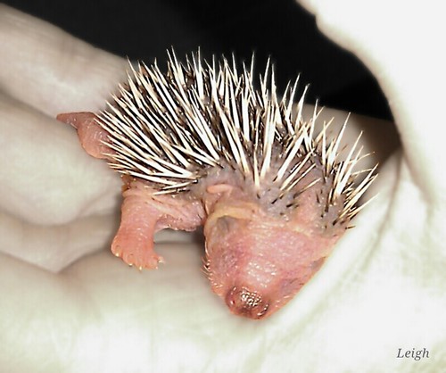 gohgiel's profile picture. Rehabilitation Home for Hedgehogs