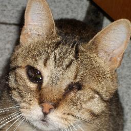 ChrawlingChaos's profile picture. I love History, animals, music, books, videogames, sci-fi, mystery, Earth, movies and sports. Proud father of 3 cats.