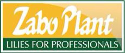 zaboplant's profile picture. Zabo Plant is a worldwide export company specialized in lily bulbs and situated in 't Zand NH at Korte Belkmerweg 1A (1756 CB) Phone: +31224592859