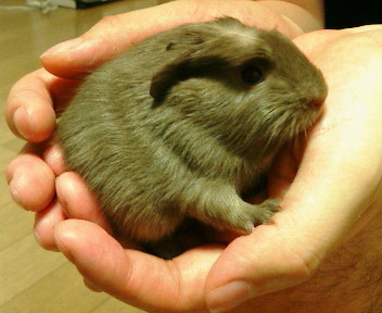 isamua's profile picture. MulmoCast / GraphAI / Grapys Maintainer