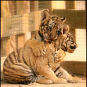 سطام ال سعد (@0544480102) Twitter