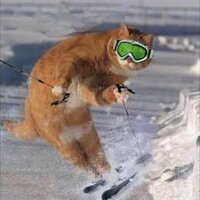 злий кіт (@misha3669) 's Twitter Profile