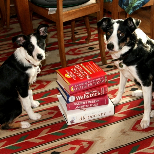 a pair of border collies.  clicker trained, service dogs, love to have fun