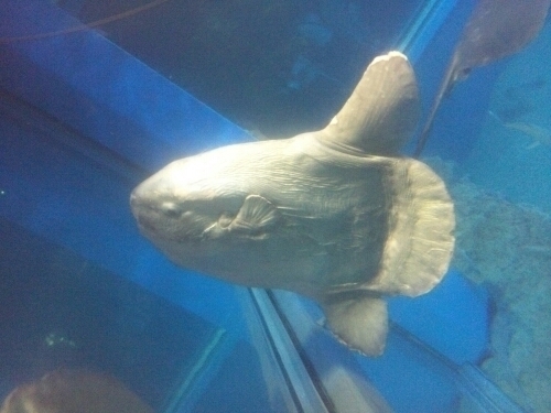 TeaToristan's profile picture. 発達障害関係（ADHD・
ASD）、子育て関係、マンドラ、ゴスペル、プリキュア、アナログゲーム（将棋,TRPG,ドミニオン,桜降る代に決闘を(二幕第2回全国大会8位,新幕大阪大規模大会4-1)、三浦大知（お人柄）､モンハン(狩猟笛・2ndG〜XX)、紅茶(日常茶とディンブラ)、甘党、スナック菓子。無言フォロー失礼します